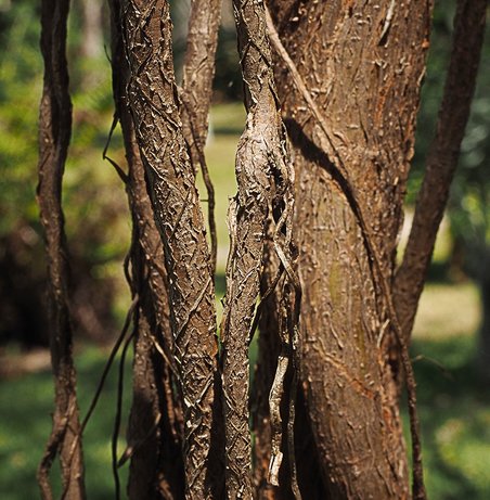 Shortleaf Fig - Ficus citrifolia