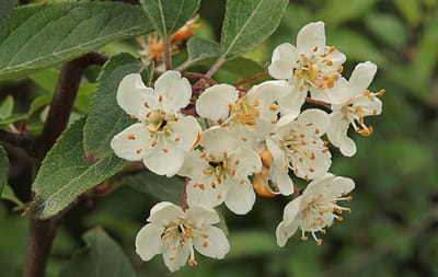 Angiosperms major families