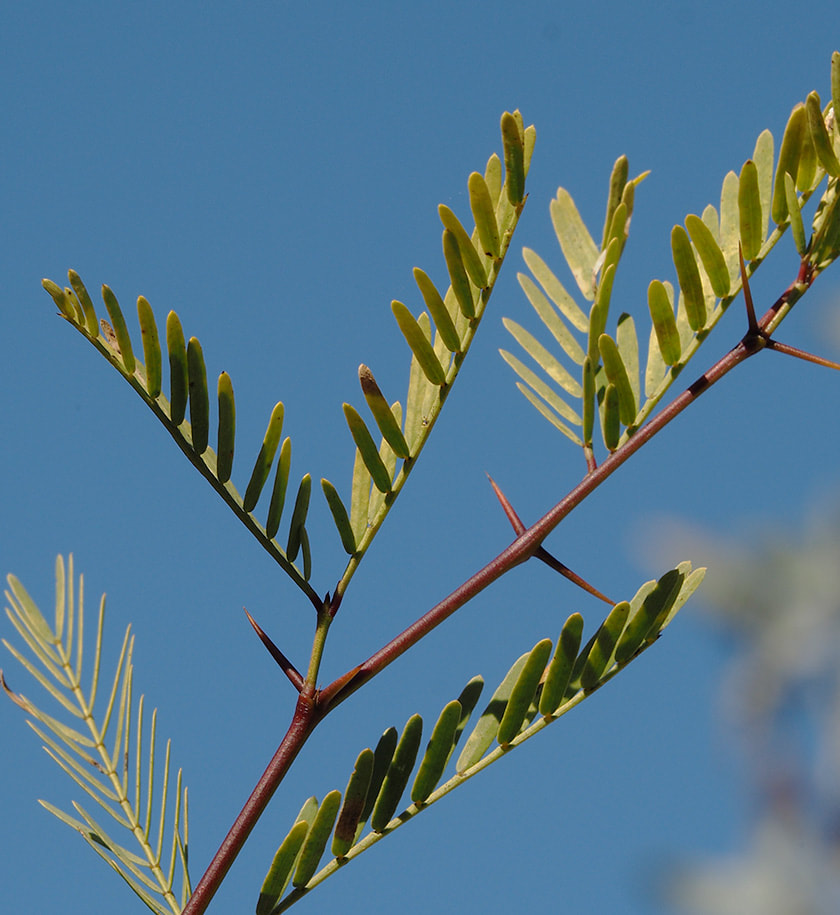 Honey Mesquite Prosopis Glandulosa Var Torreyana