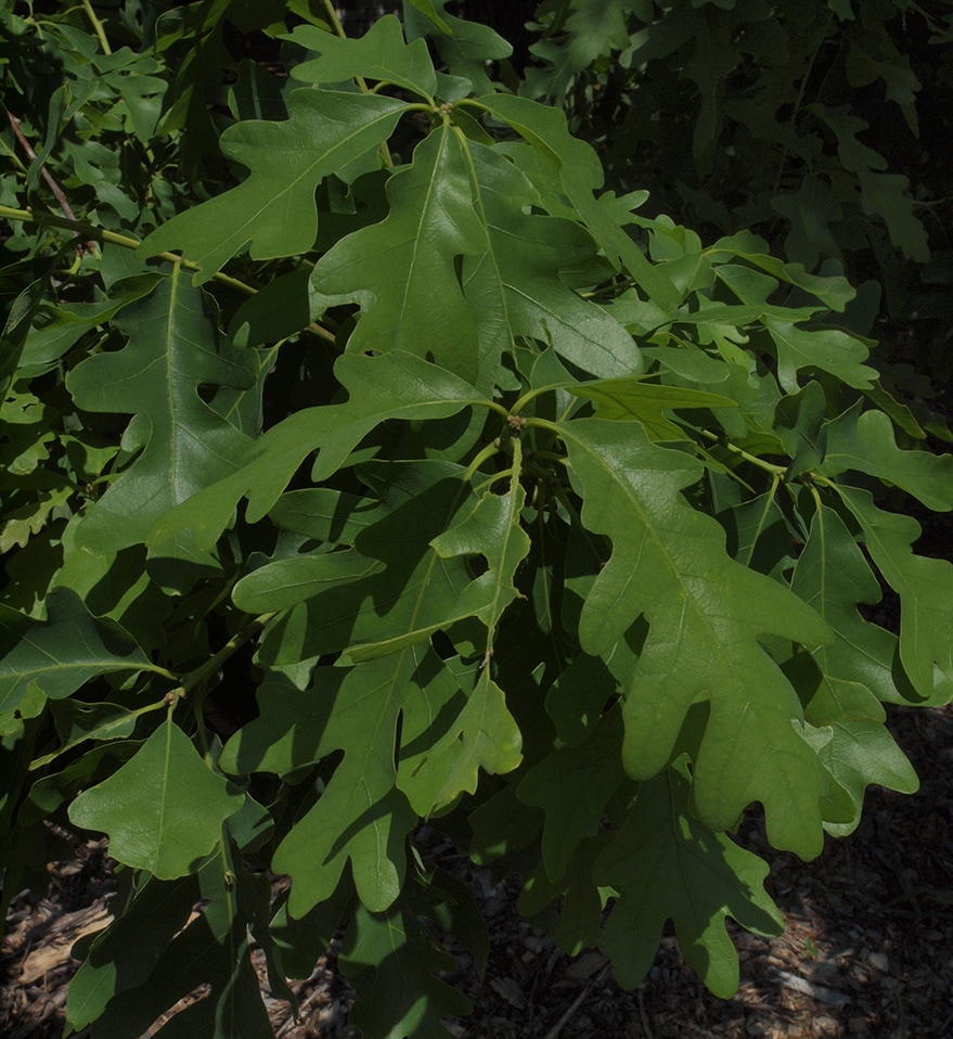 White Oak - Quercus alba