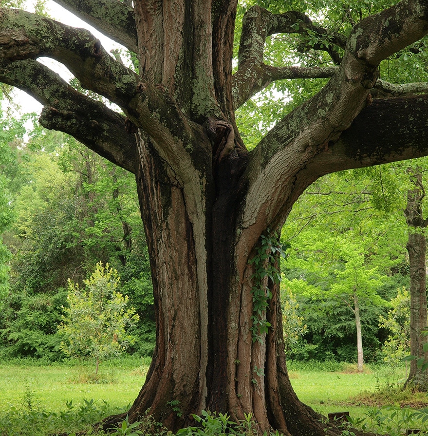 quercus pagoda