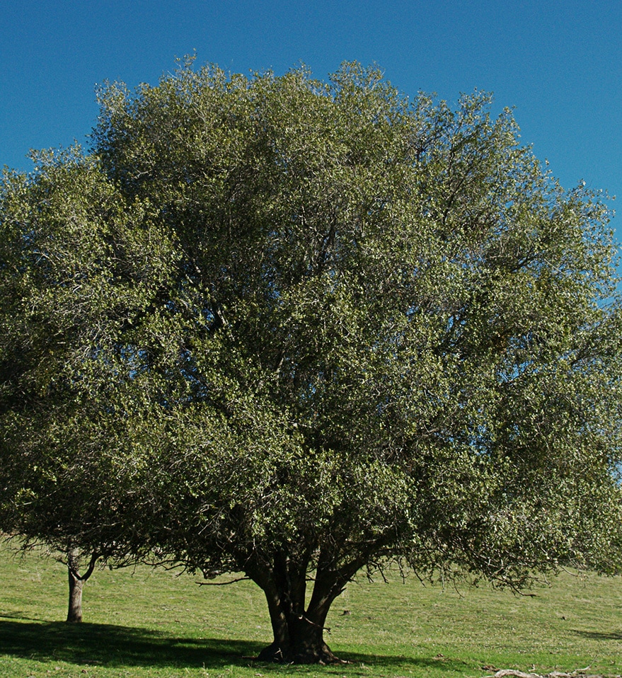 Interior Live Oak Quercus Wislizeni Var Wislizeni