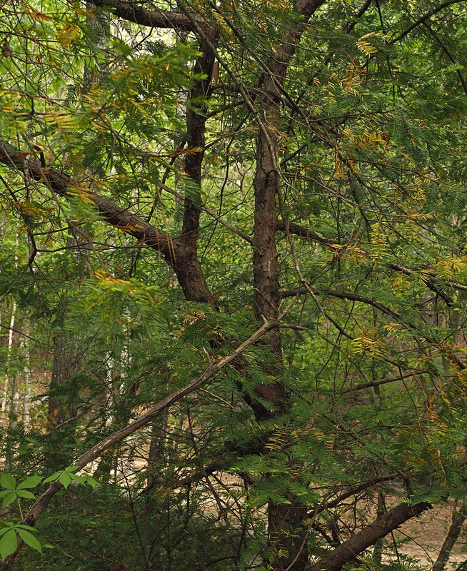 Florida Yew Taxus Floridana