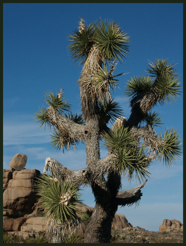 Joshua Tree -Yucca brevifolia