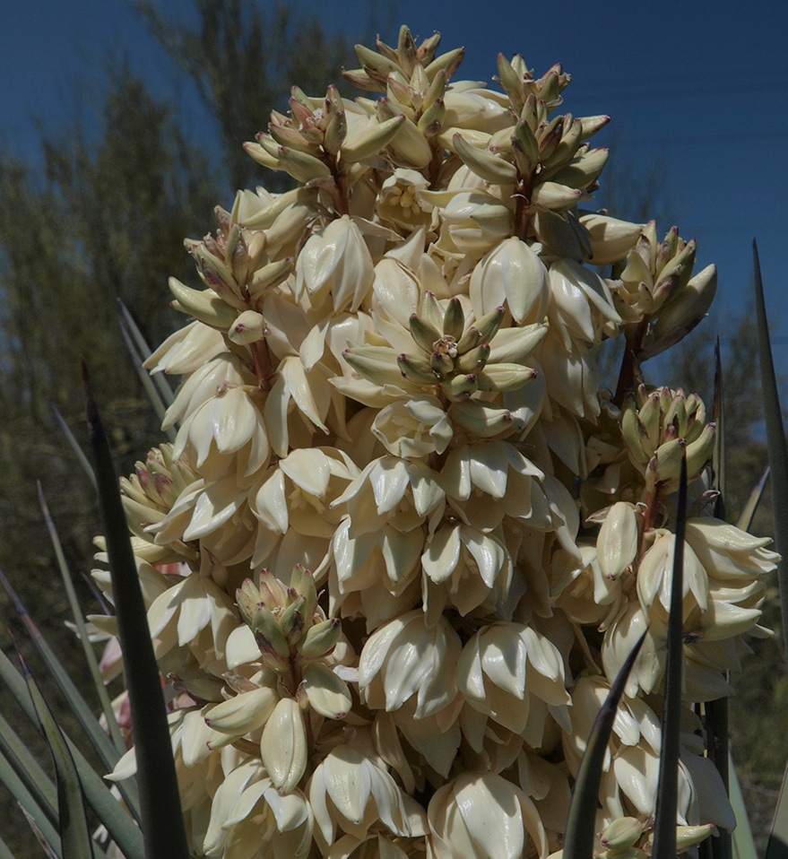 Torrey Yucca - Yucca Torreyi