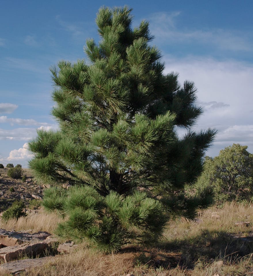 Rocky Mountain Ponderosa Pine Pinus Ponderosa Var Scopulorum