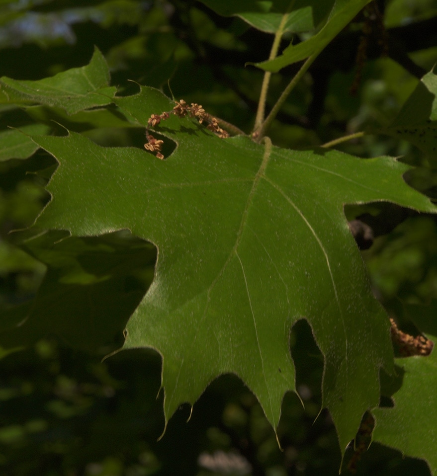 Mapleleaf Oak - Quercus acerifolia