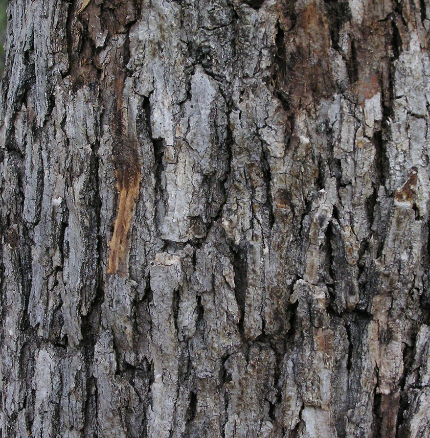 Emory Oak - Quercus emoryi