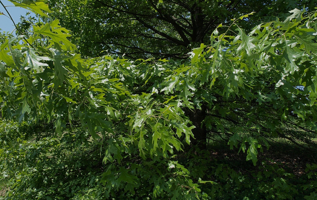 Black Oak - Quercus velutina